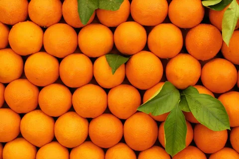 لیست قیمت پرتقال تامسون شمال ۱۴۰۱ - آراد برندینگ