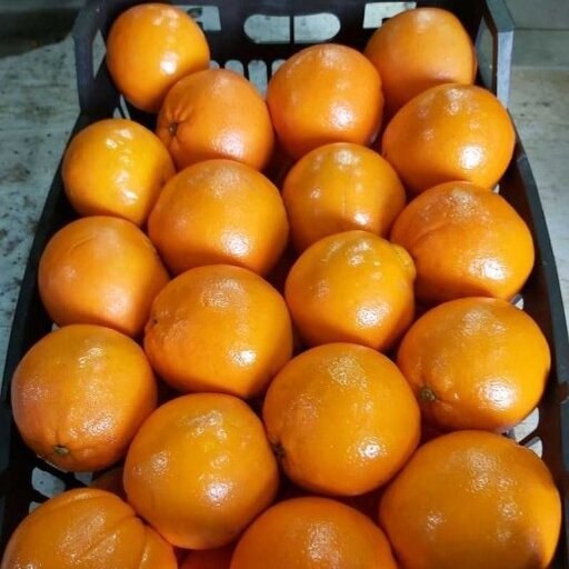 خرید و قیمت پرتقال تامسون درجه 1 شیرین و ابدار شمال بسته های 10 کیلوی | ترب