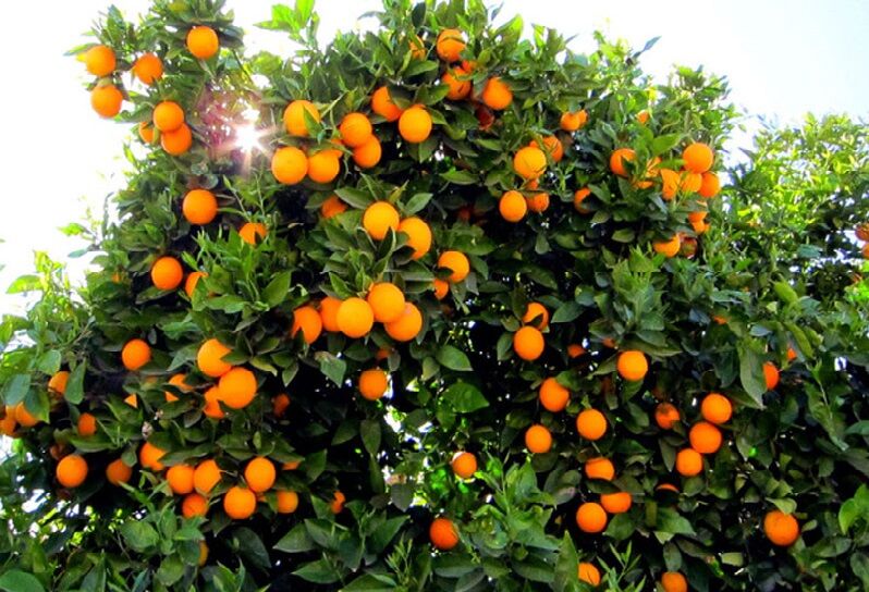 قیمت مصوب خرید پرتقال تامسون از باغدار اعلام شد - ایرنا