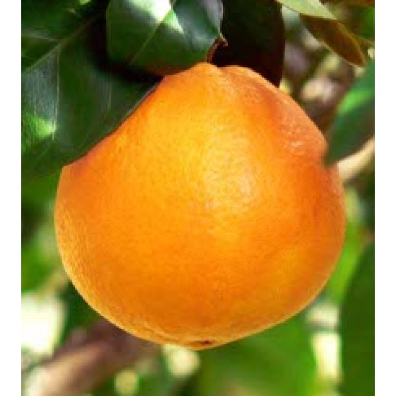 پرتقال تامسون خونی - پالیزهم
