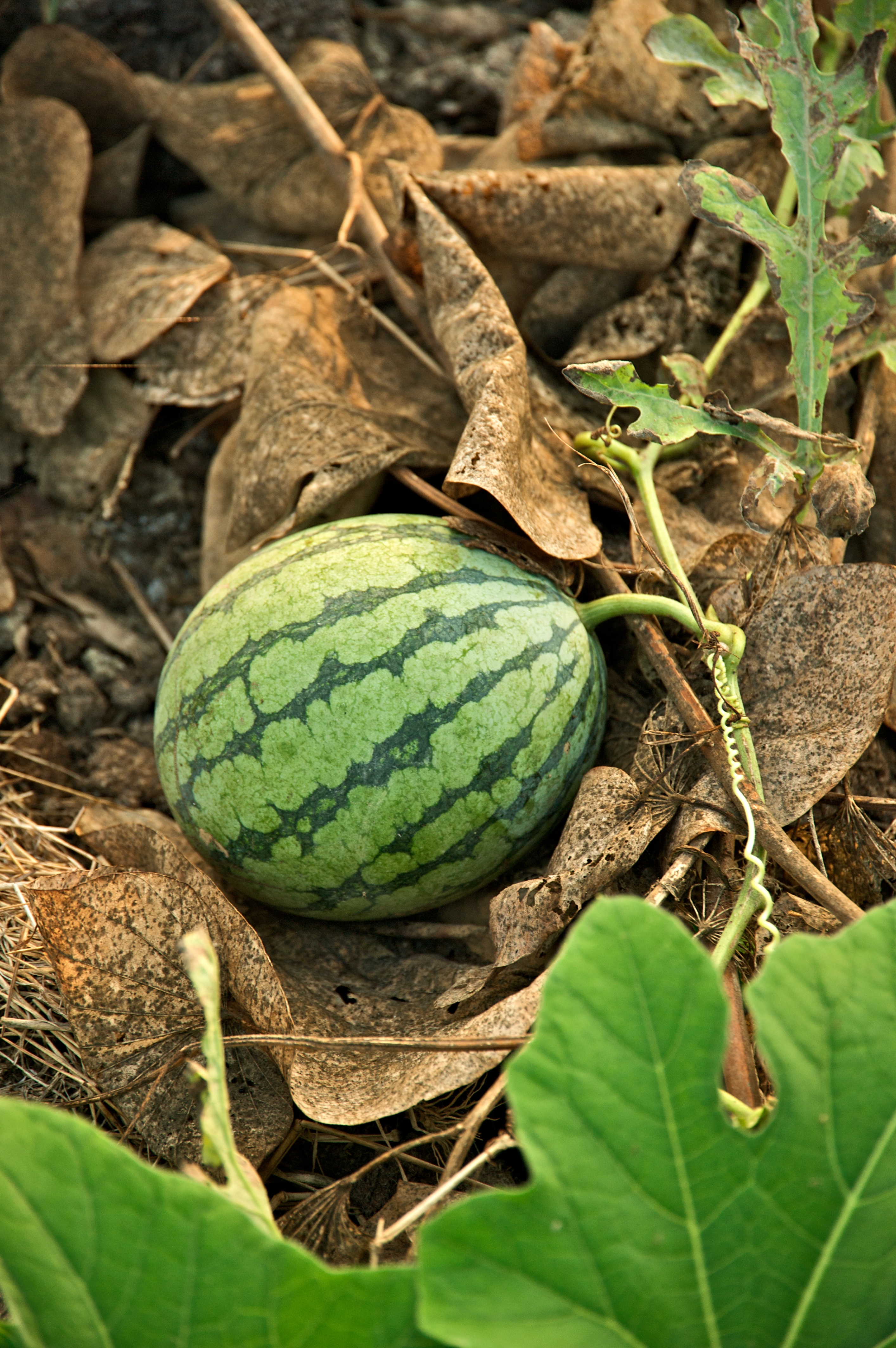 هندوانه - ویکی‌پدیا، دانشنامهٔ آزاد