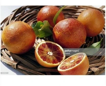 خرید و قیمت نهال پرتقال خونی سانگوینلو | ترب