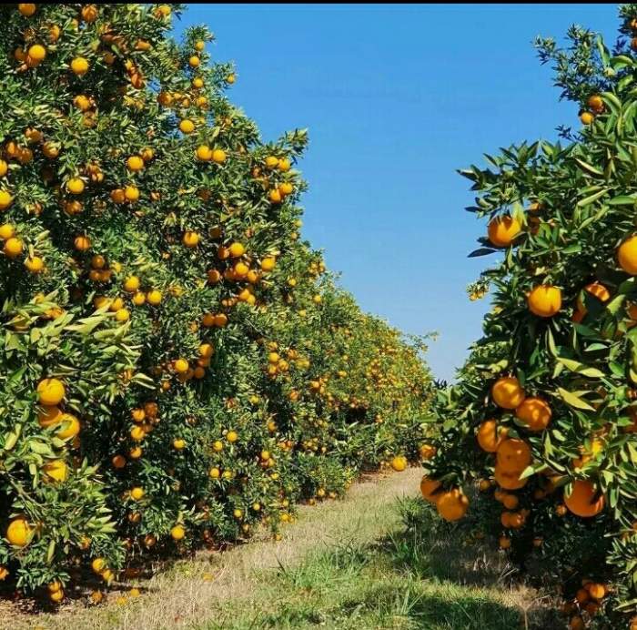خرید و قیمت پرتقال پرتقال تامسون و خونی انواع پرتقال عمده مشهد خراسان رضویفرهاد تیموری | باسکول