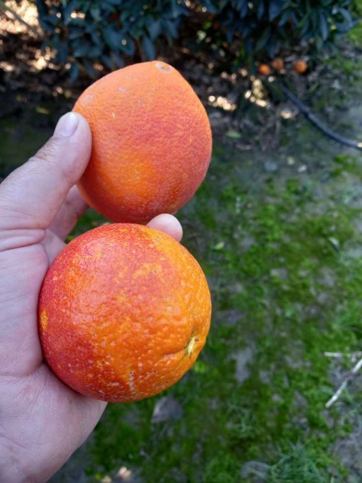 خرید و قیمت پرتقال پرتقال تامسون وپرتقال توسرخ عمده تهران تهران حسین مدانلو| باسکول