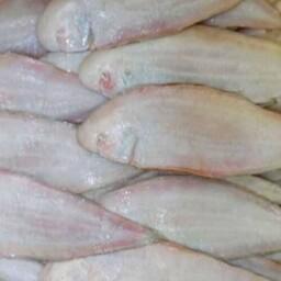 خرید و قیمت ماهی زبون (مِزلَگ) بزرگ 5 کیلویی از غرفه اروند آبزی