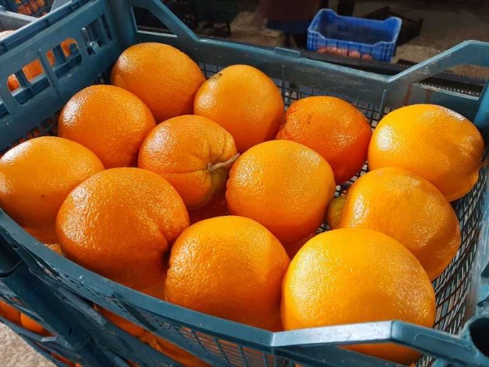 خرید و قیمت پرتقال پرتقال تامسون شمال عمده ساری مازندران الماس فروت | باسکول