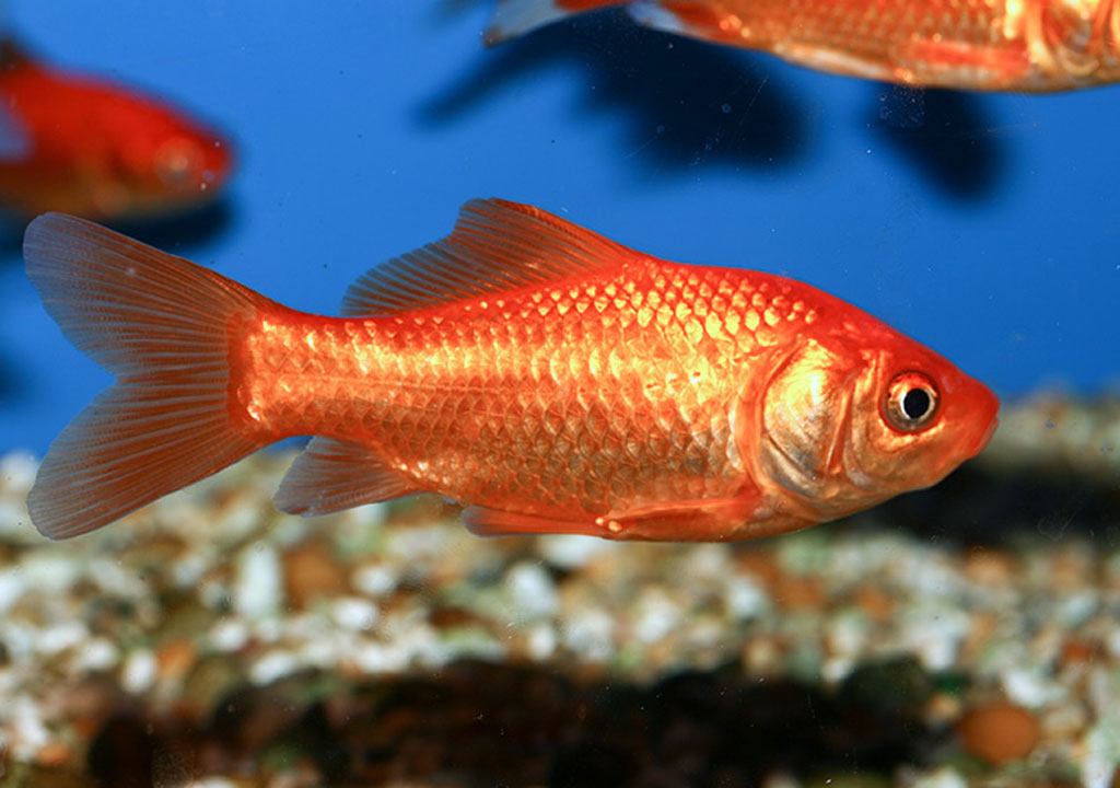 معرفی گلدفيش ( ماهی قرمز ) همراه با جزئیات کامل - پت زیپ
