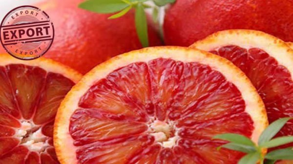 فروش پرتقال تامسون خونی | سبزینه دشت آفاق قائم