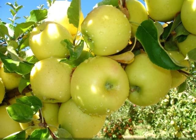 قیمت خرید سیب زرد آبگیری در بازار تره بار – آراد برندینگ
