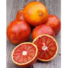 خرید و قیمت نهال پرتقال خونی سانگوینلو | ترب