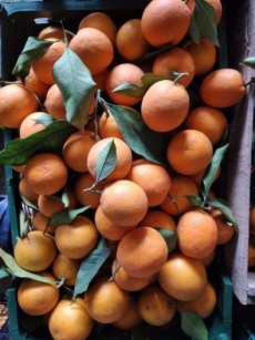 خرید و قیمت پرتقال پرتقال خونی و تامسون عمده سوادکوه مازندران محسن شریفی |باسکول