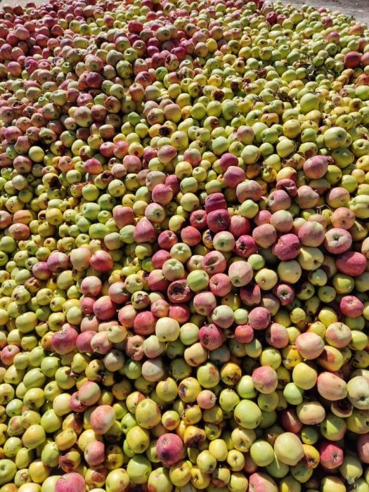 خرید و قیمت سیب سیب مخصوص آبگیری عمده تهران تهران شهاب کمانی | باسکول