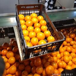 خرید و قیمت پرتقال برگی رسمی آبگیری از غرفه فروشگاه اینترنتی سان میوه