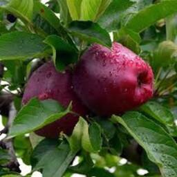 خرید و قیمت سیب قرمز دماوند نیم کیلوگرم از غرفه میوه ی کشاورز