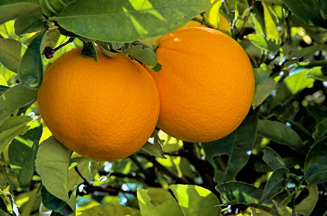 عکس درخت پرتقال پارنت ناول | هایپر نهال