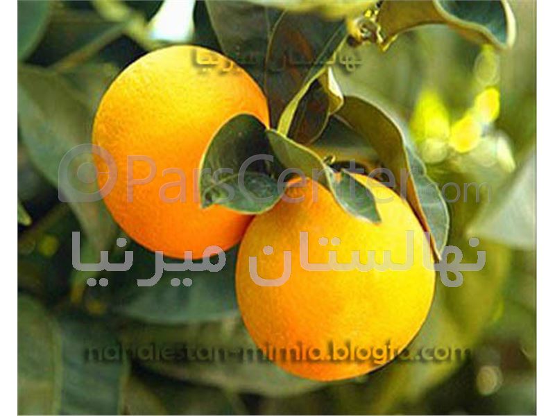 انواع نهال پرتقال - محصولات نهال در پارس سنتر