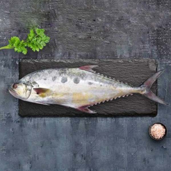 خواص، قیمت و خرید ماهی مقوا سلیمانی تازه جنوب (سارم) - ماهی مشتا