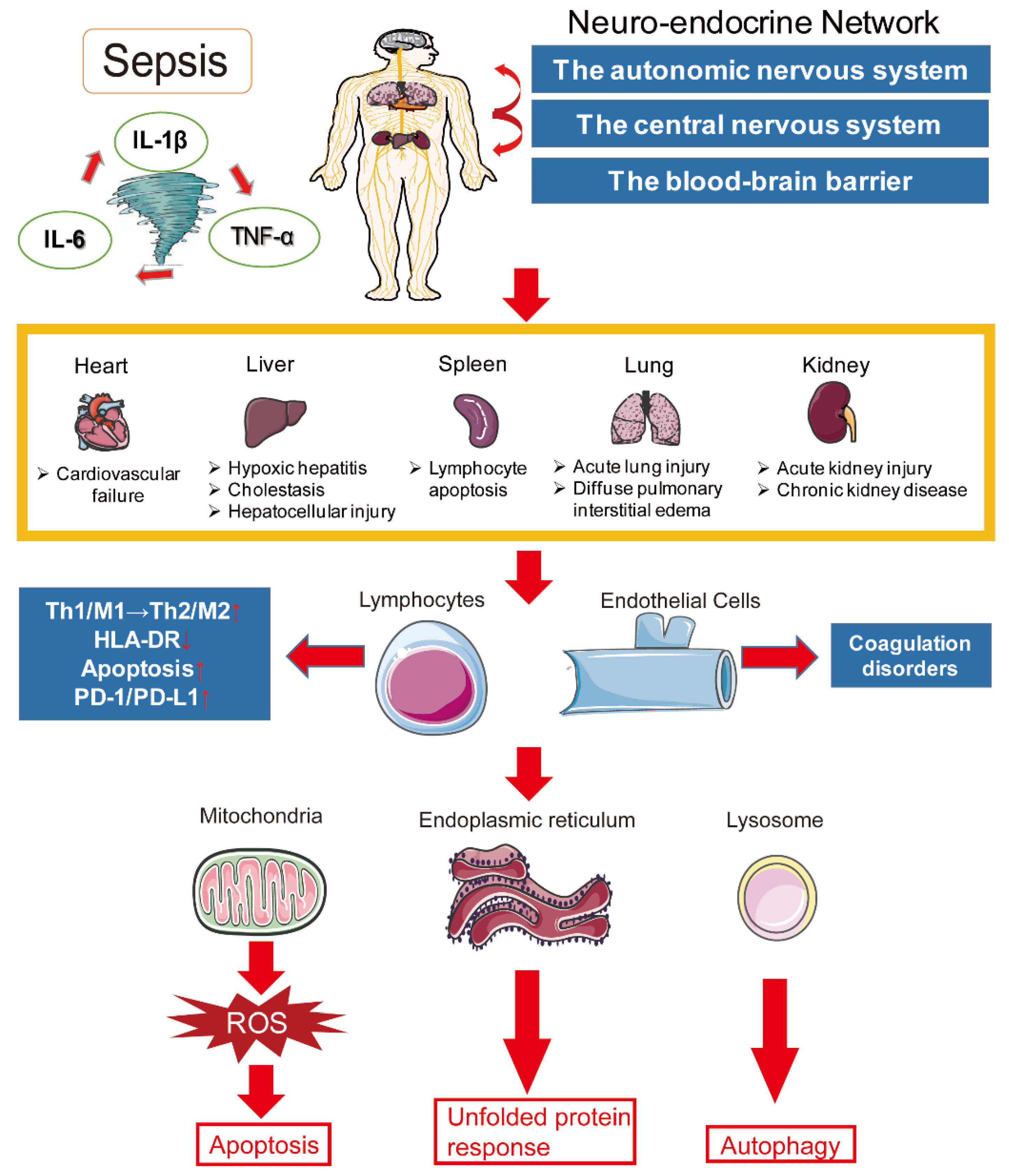IJMS | Free Full-Text | The Pathogenesis of Sepsis and PotentialTherapeutic Targets