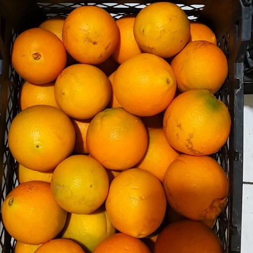 خرید و قیمت پرتقال تامسون شمال ده کیلویی بارفروش | ترب