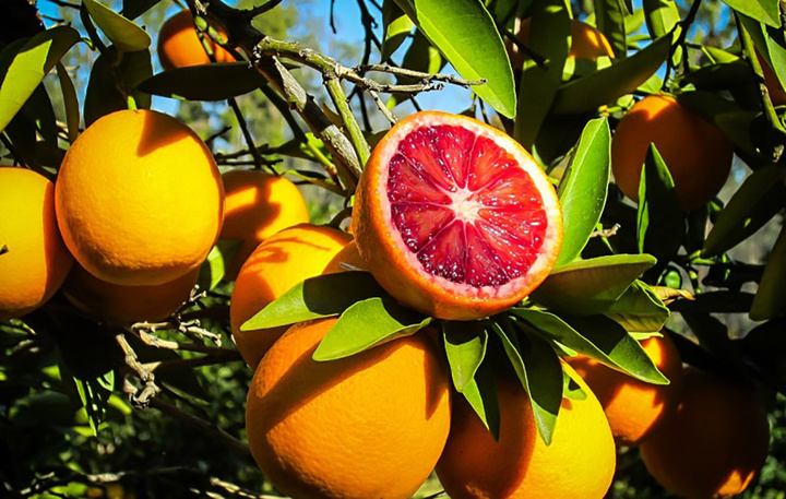 چرا پرتقال جنوب از تامسون شمال گرانتر شد؟ / فروش میوه با التماس - فردایاقتصاد
