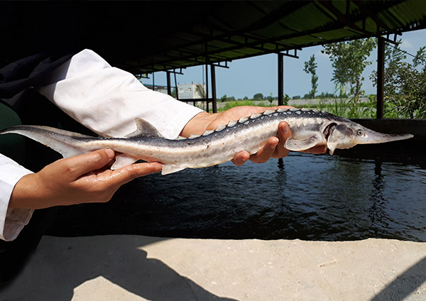 ماهی خاویاری اوزون برون (سوروگا) - مجتمع کشت و صنعت لزیر