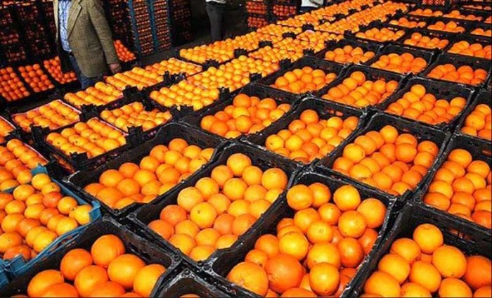 خرید و قیمت پرتقال تامسون و پرتقال توسرخ عمده ساری مازندران رضا پور بزرگ |باسکول