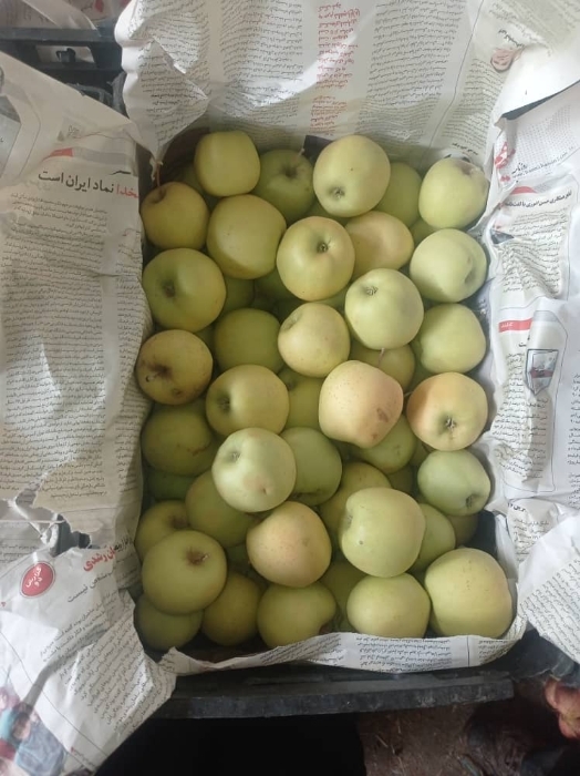 خرید و قیمت سیب سیب درختی جهت آبگیری عمده اهر آذربایجان شرقی اسماعیل نیکنفس | باسکول