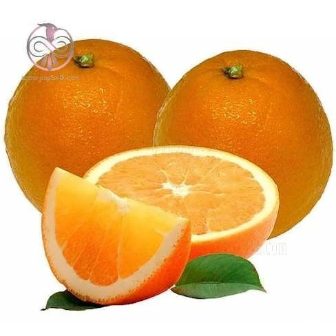 خرید و قیمت نهال پرتقال پارنت ناول | ترب