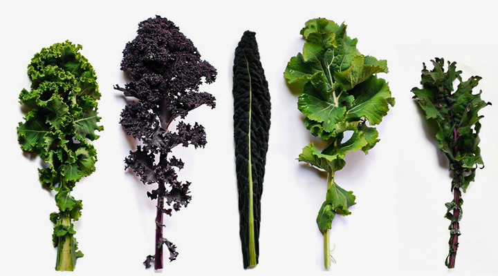 کلم کیل؛ انواع، خواص و نحوه مصرف این سبزی مغذی - چطور