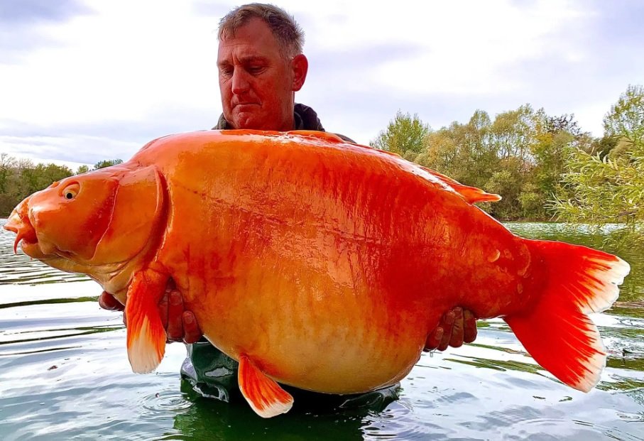ماهیگیر خوش‌شانس یک ماهی قرمز 30 کیلوگرمی صید کرد! + عکس