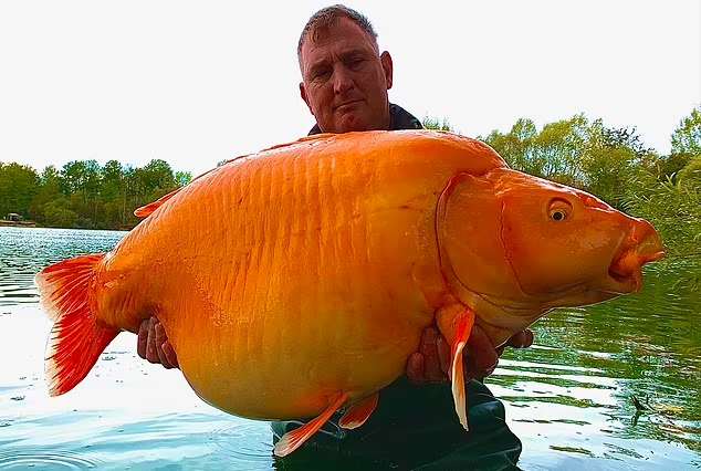 بزرگترین ماهی های قرمز جهان چقدر وزن دارد؟ + ویدیو
