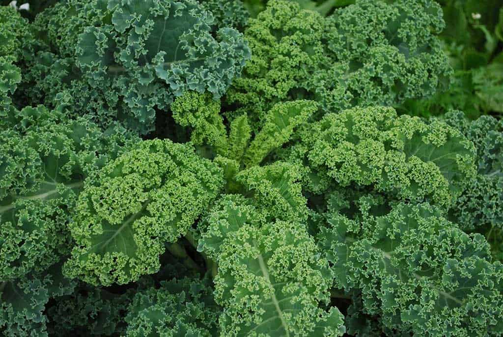 قیمت، خرید ، فروش کیل سبز مجعد Green Curly Kale - فروشگاه مزرعه ارگانیک -ارسال زیر 24 ساعت